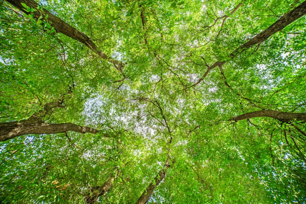 Die Photovoltaikanlage über den Klimabonus finanzieren